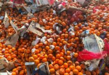 Guinée : l’ONCQ empêche la mise sur le marché de 34 tonnes de mandarines impropres